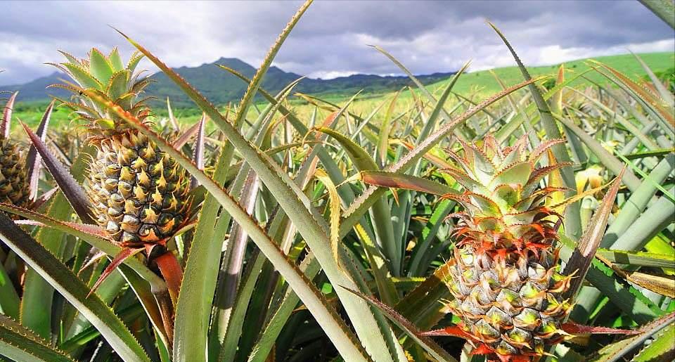 废弃的烟头是可回收垃圾吗,废旧烟头回收与利用