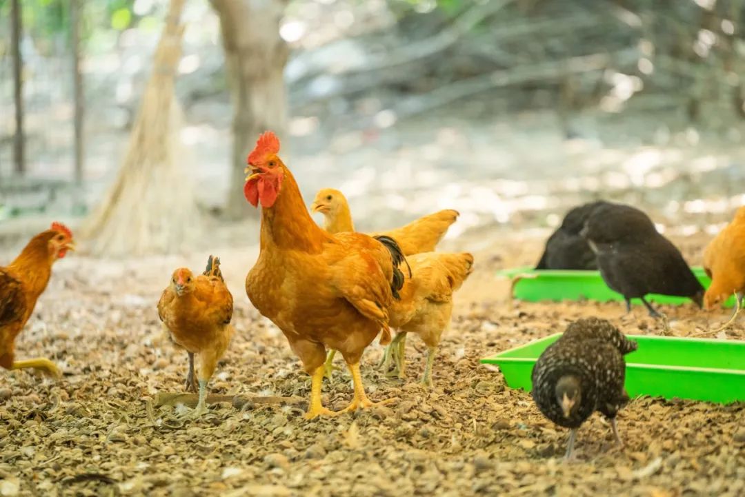 有颜值有内涵人居环境,有颜有格调有料有品质