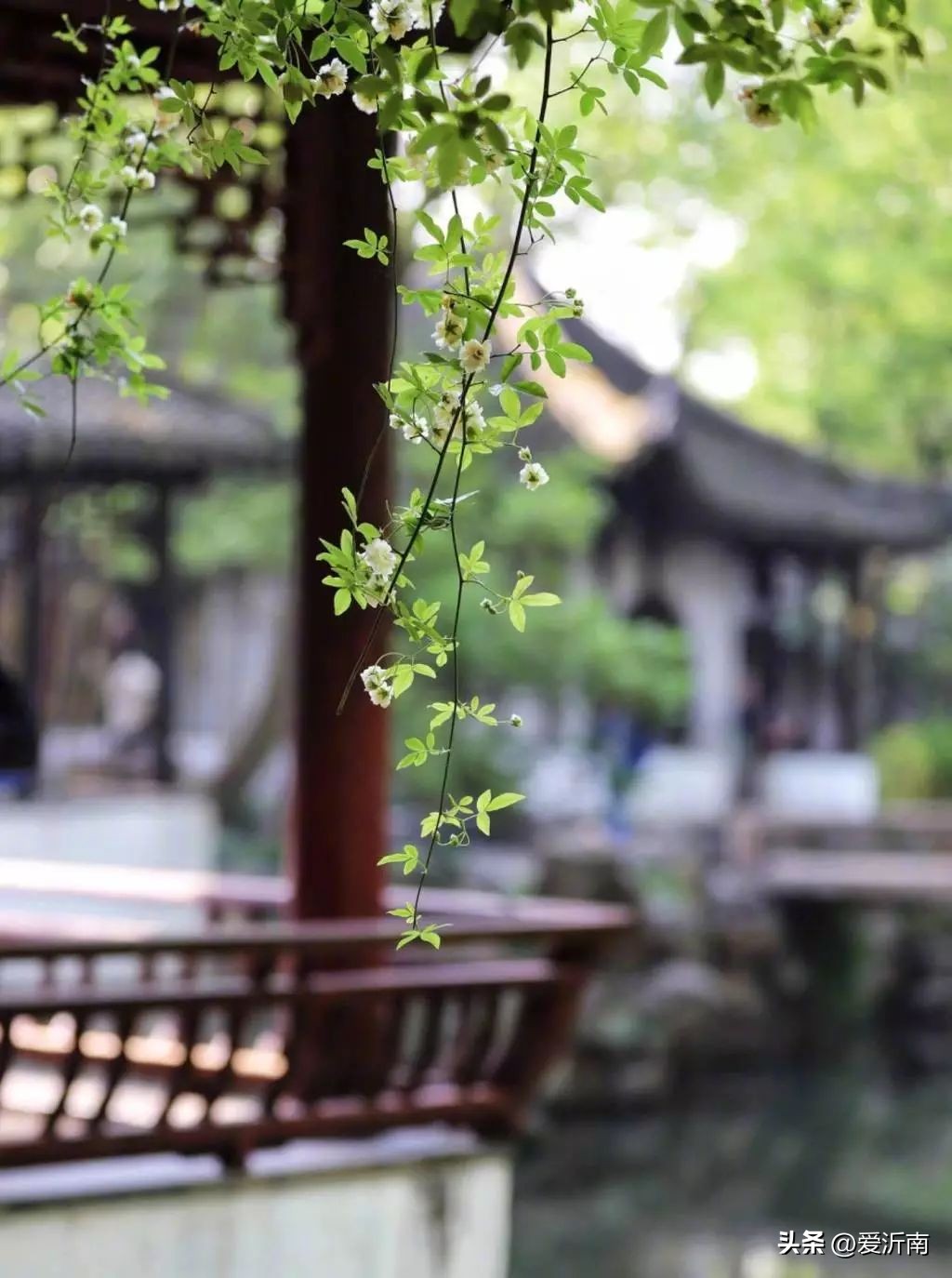 十首绝美夏天诗词大全,微雨过小荷翻榴花开欲然全诗