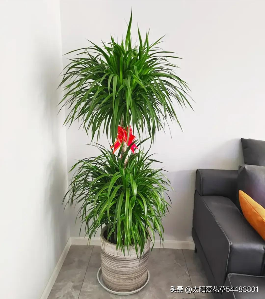 5种“大型盆栽”，寓意吉祥，客厅养一盆霸气十足，四季郁郁葱葱