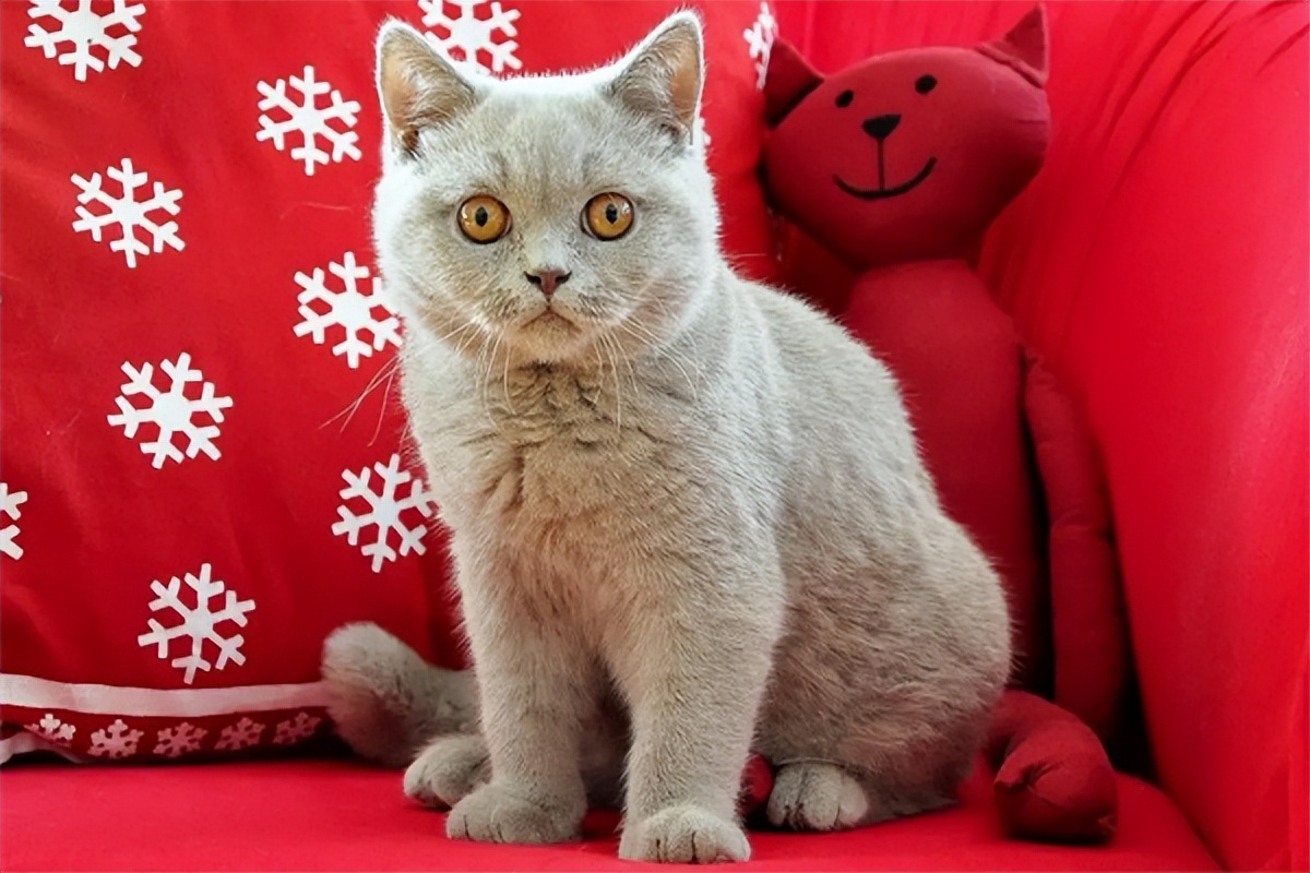 普安特猫用感冒药,普安特猫咪尿路感染专用药