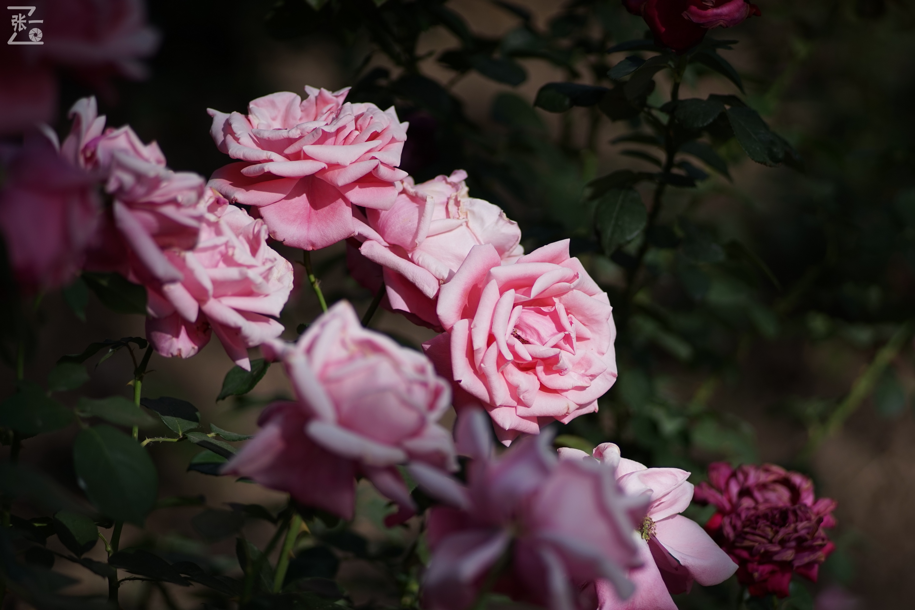 蔡司sonnar50毫米,蔡司sonnar镜头生产年份