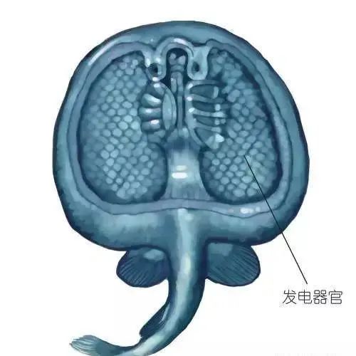 电鳐为什么能放电,电鳐鱼为什么会放电