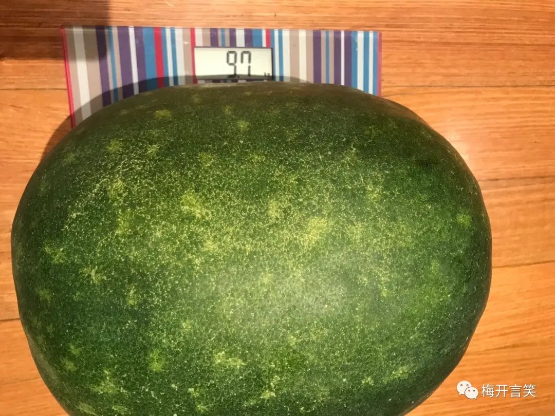 在澳洲种菜日记,我在澳洲学医