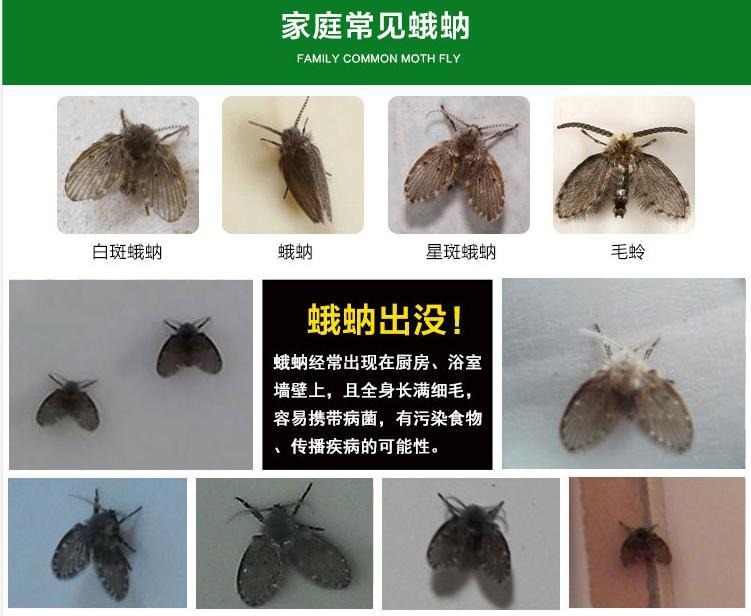 卫生间的小飞虫有什么危害,卫生间常见的小飞虫到底是什么