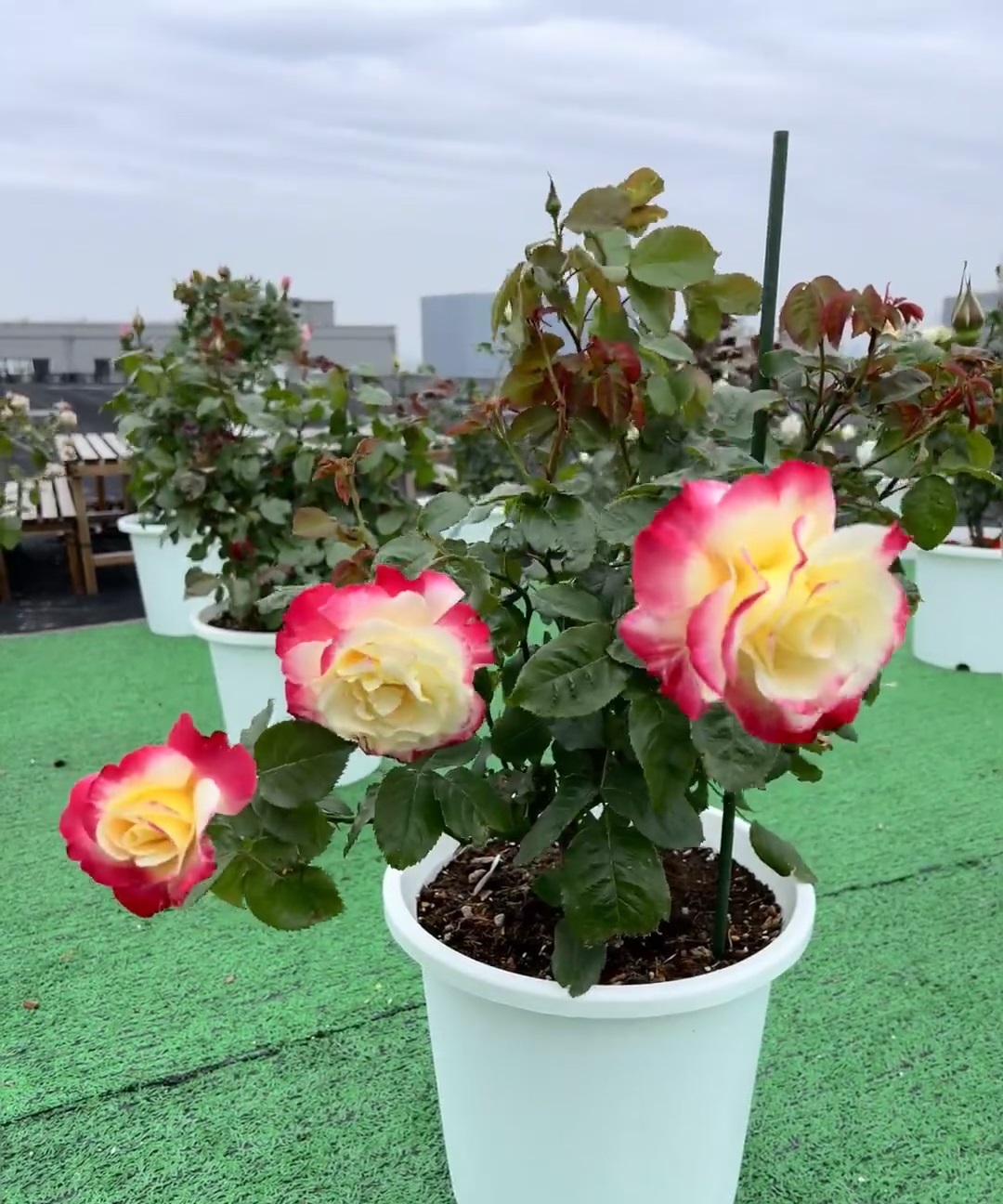 涨势强一年四季开花的月季,月季特大花苞