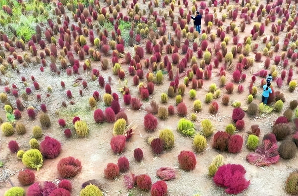 地肤草花海打卡,孟津白鹤地肤草位置