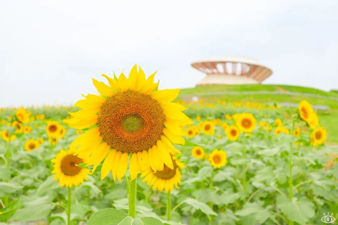 深圳最好玩的十个地方,深圳光明小镇欢乐田园好玩吗