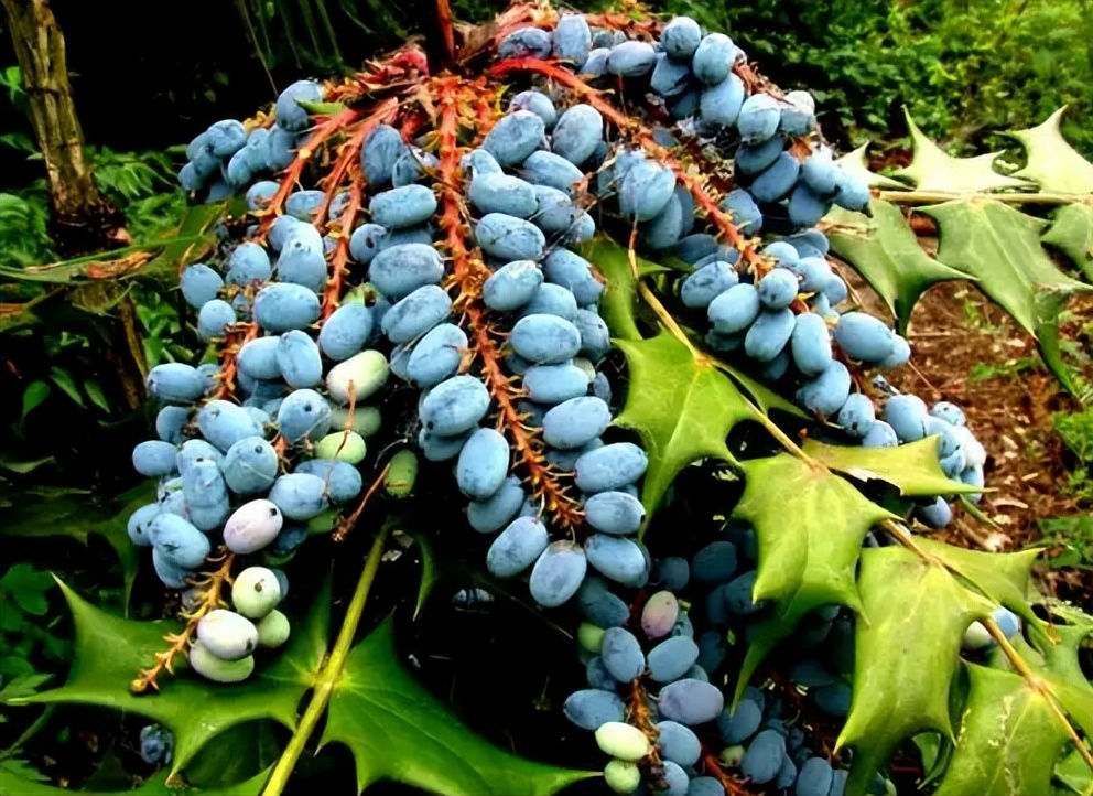 枸骨和十大功劳药用有何区别,枸骨与十大功劳的功效区别