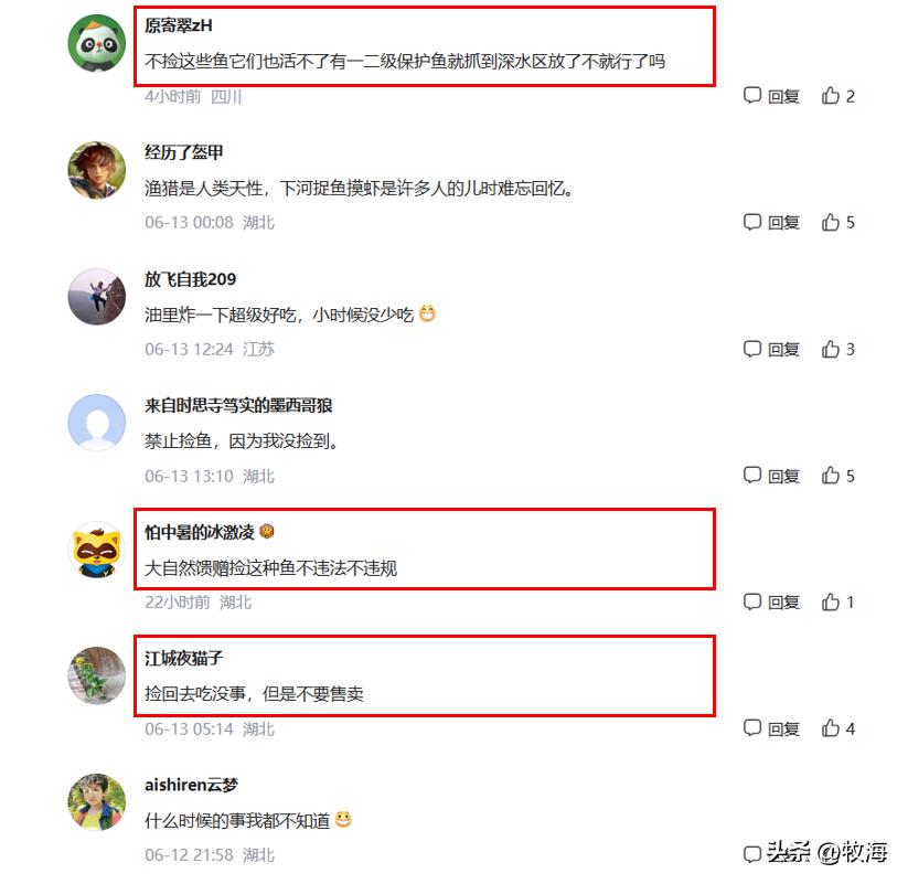 宜昌水位下降，大量刁子鱼搁浅岸边，长江护渔：标志性鱼群出现