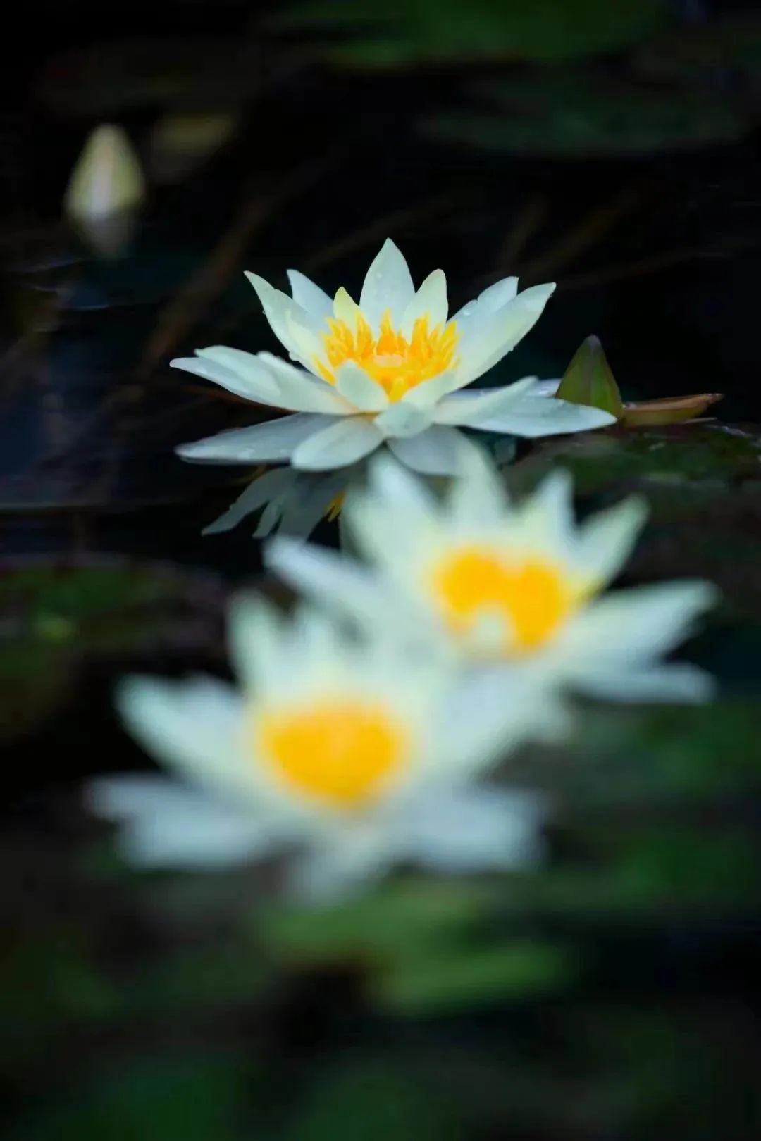 荷花睡莲你能分清吗,荷花和睡莲你能真的分得清楚吗