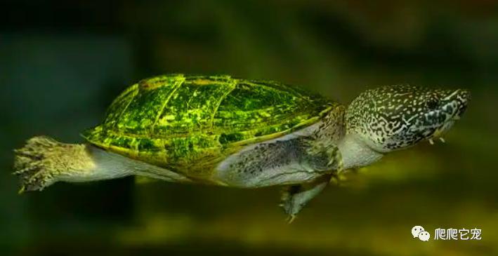 为什么养的龟没有生长纹,为啥养的乌龟会死