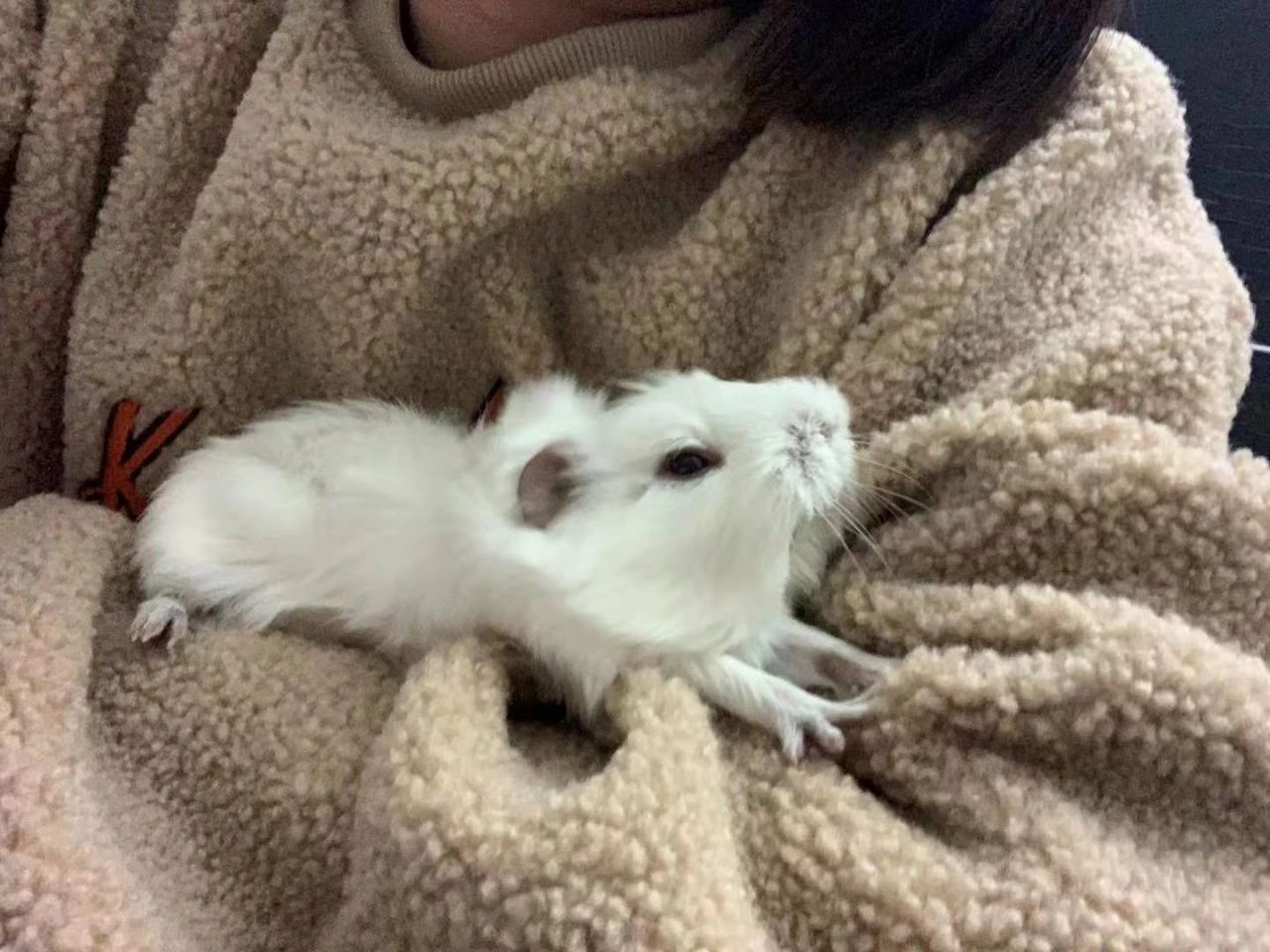 卷毛荷兰猪有哑巴吗,荷兰猪哑巴是发出什么声音