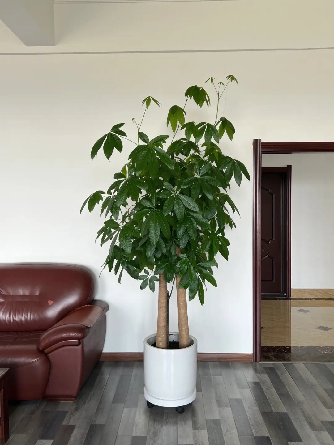 客厅最旺财的4种树,客厅种什么绿植最佳风水好