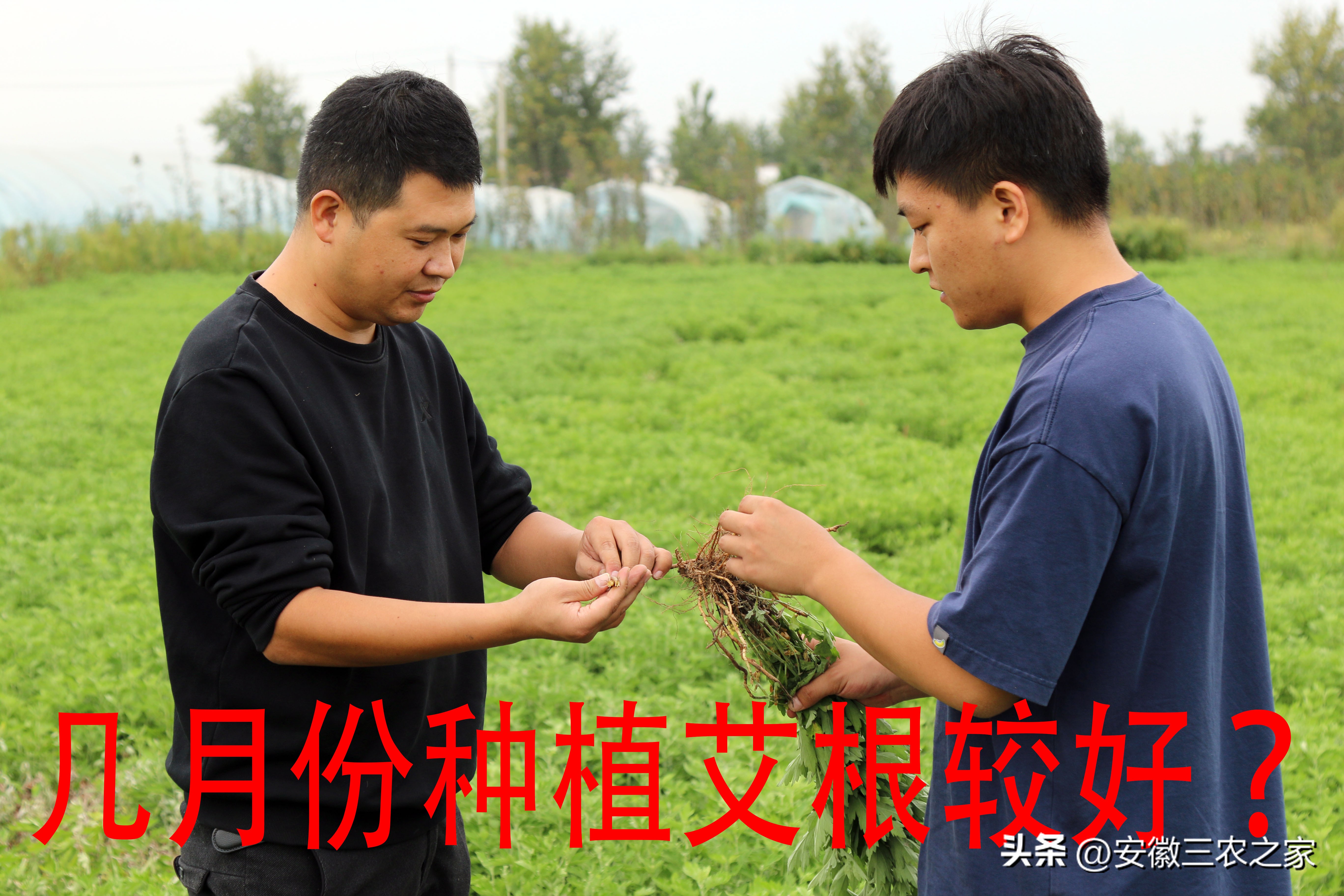 艾草种植一亩收益多少钱,种植艾草一亩地投资收益