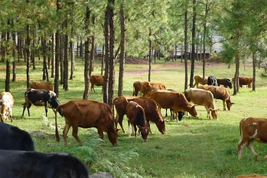 禾本科叶子坚硬，牛生四个胃，这是一场动物与植物的进化博弈！