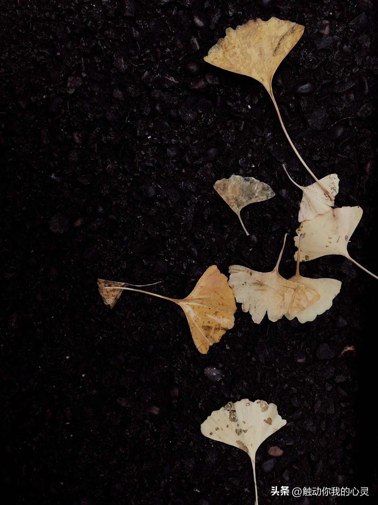 很烦很累的心情说说,高中生不听话很累很烦的说说