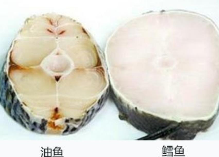油鱼为何被多国禁止食用,油鱼危害
