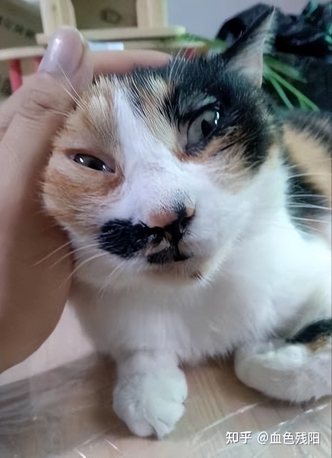 长寿猫咪,猫咪长寿