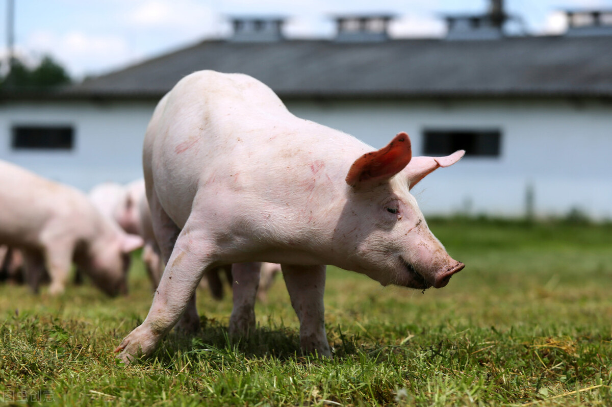 正邦集团2019年三季度报亏损,正邦2023年亏损多少钱