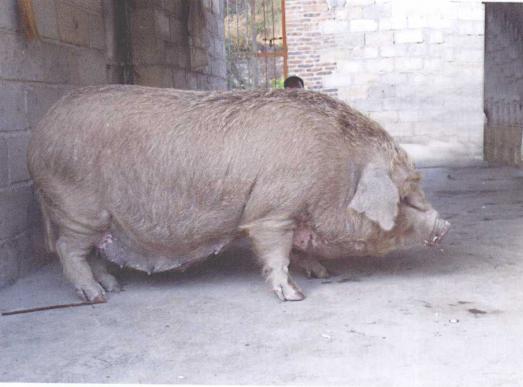 大河猪业,大河猪