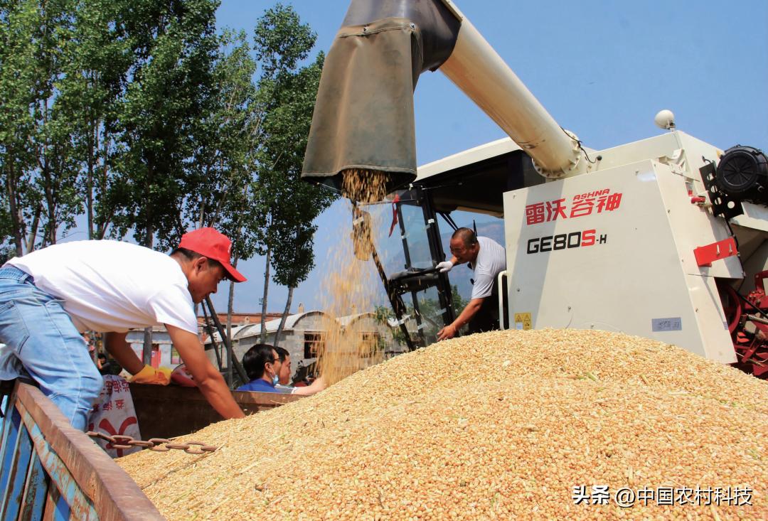 农业观察｜全面推进乡村振兴专题研究②保障粮食安全重在充分调动农民种粮积极性