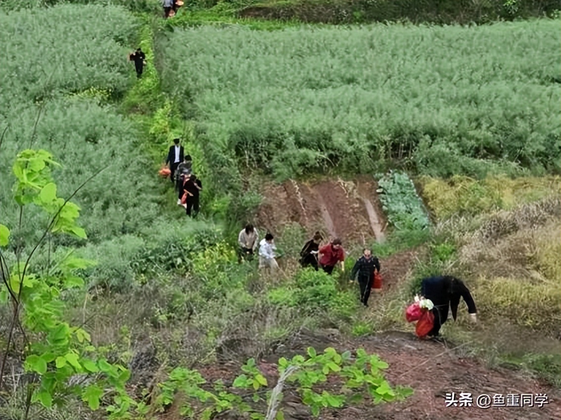 今年闰三月清明节可以扫墓吗,清明节哪六种人不适合上坟扫墓