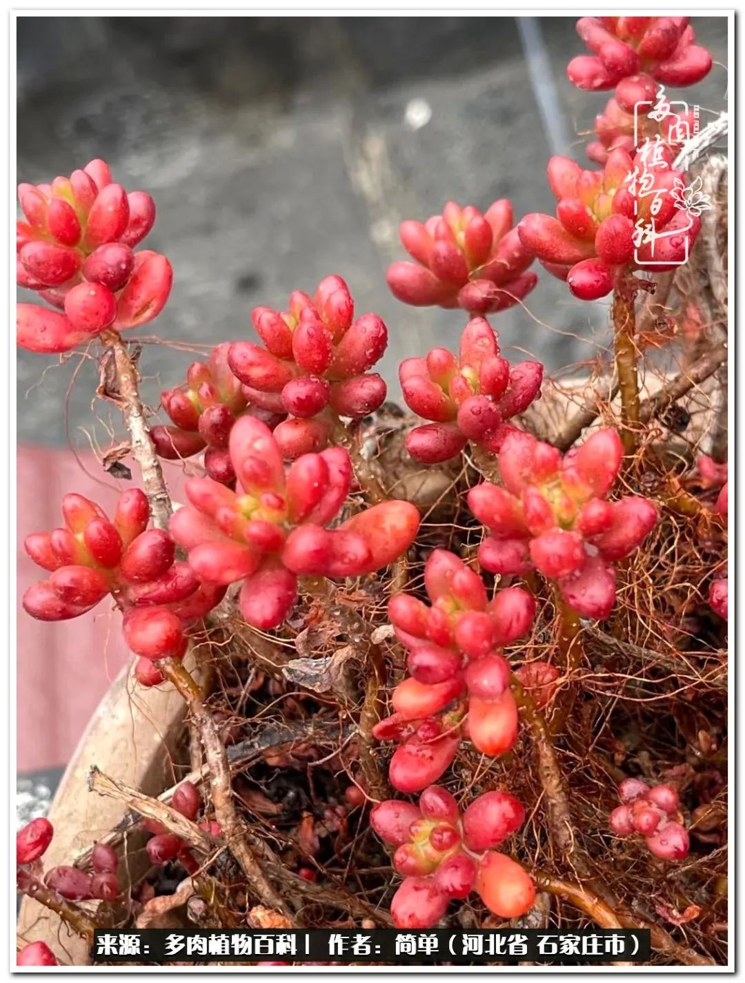 自从养了多肉以后视频,养多肉治愈生活中的疲惫和琐碎