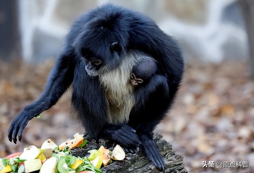 金丝猴是世界上最美猴子吗,世界上最濒危的猴子是什么猴