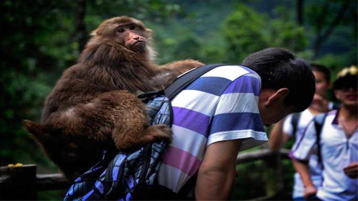 怒江金丝猴和峨眉猴干架,金丝猴遇上峨眉山猴子会发生什么