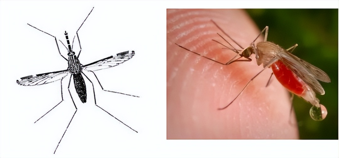 外出游玩温馨提示防蚊虫叮咬,旅行防蚊虫叮咬