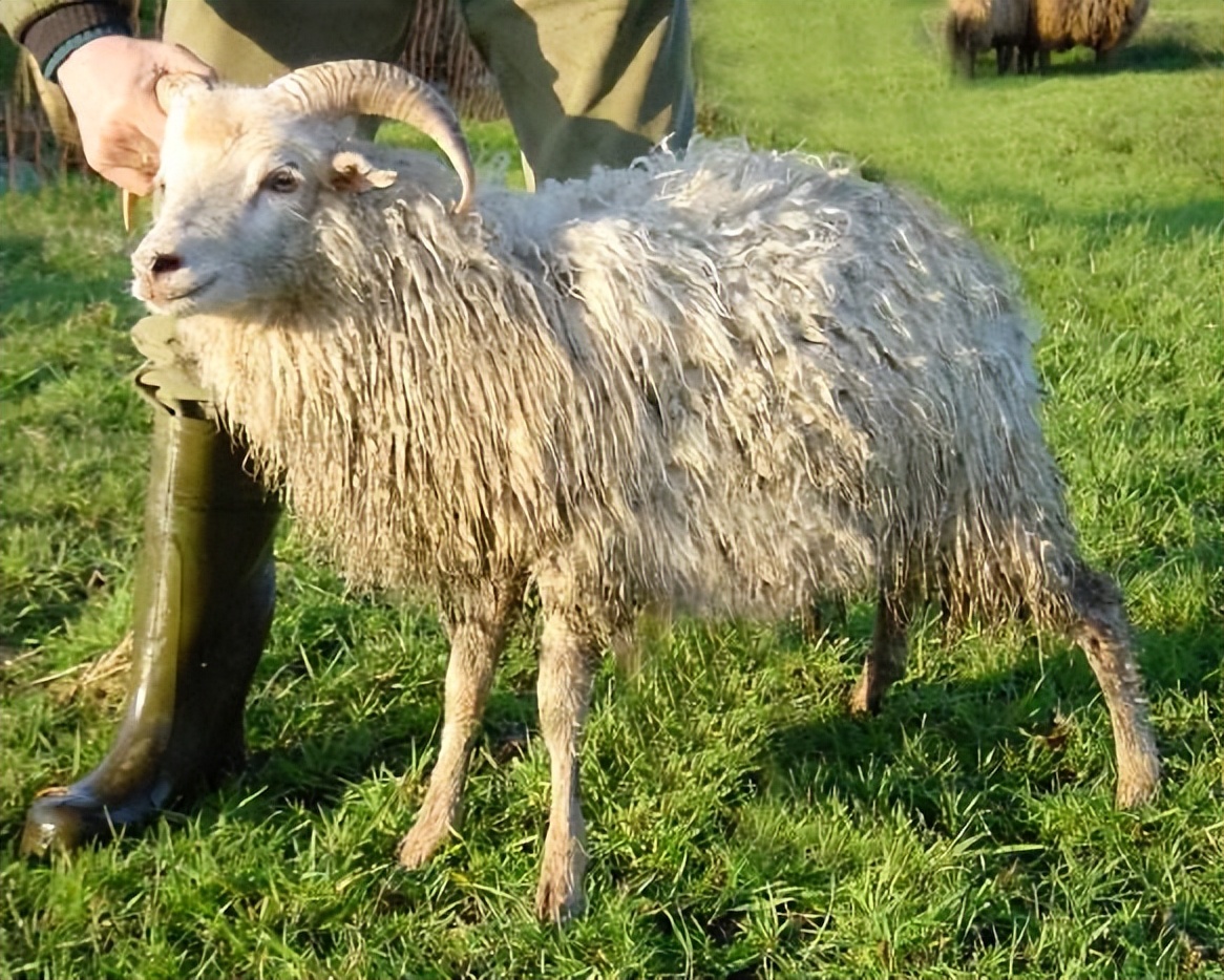 羊口吐白沫什么原因引起,羊口流白沫得了什么病