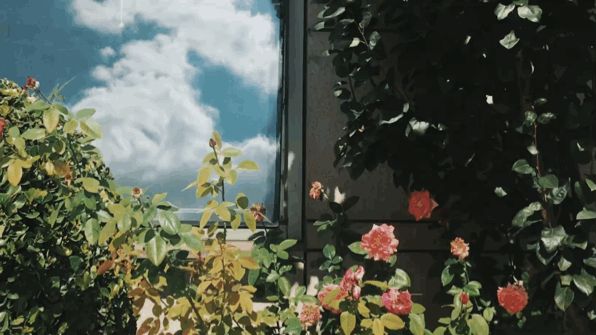 背景图ins风鲜花,ins复古黑色鲜花壁纸