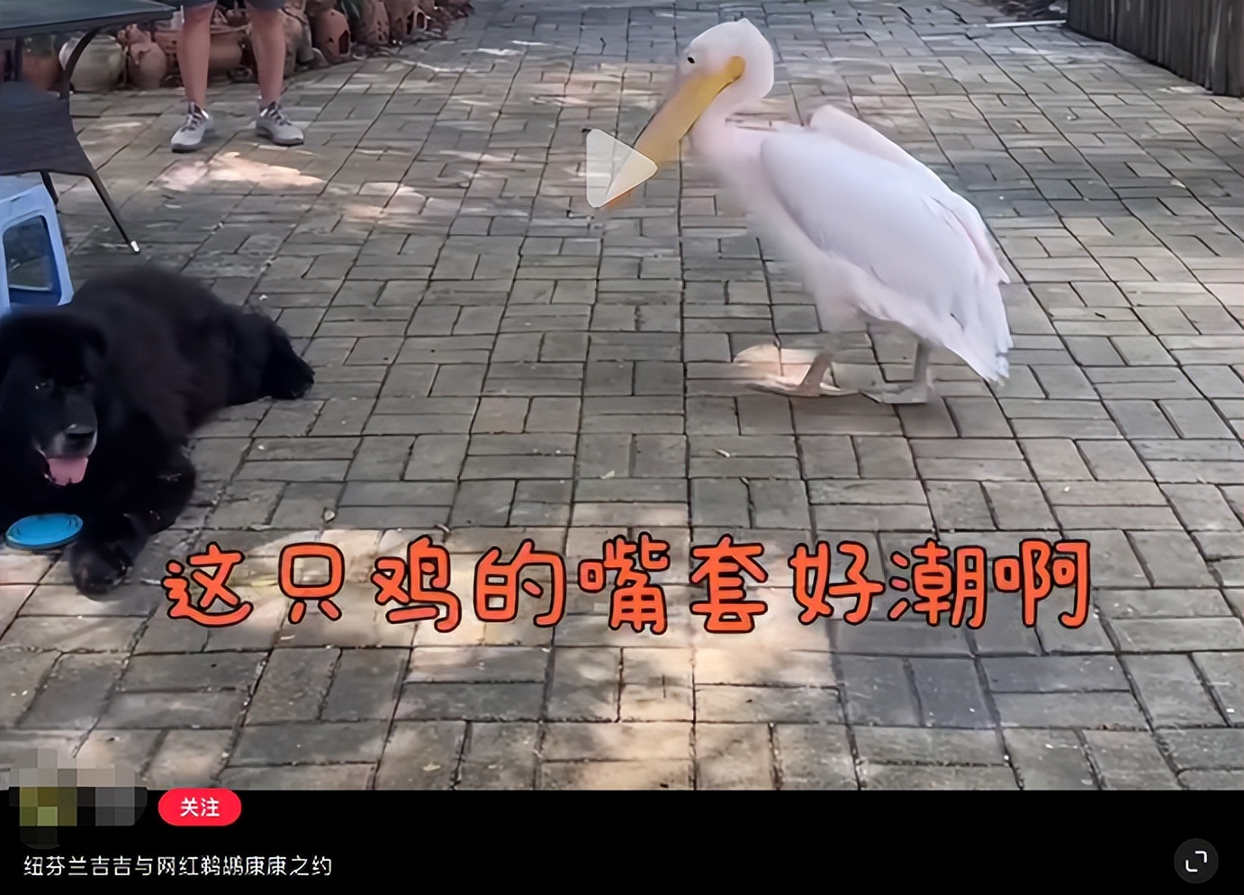 男孩景区遭鹈鹕灌顶,男孩被醍醐灌顶在什么景区