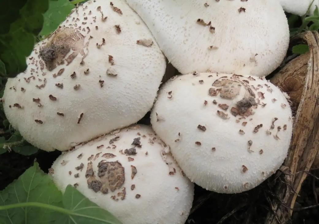 致死率95%，浙江一家四口误吃“铅绿褶菇”，会有什么后遗症