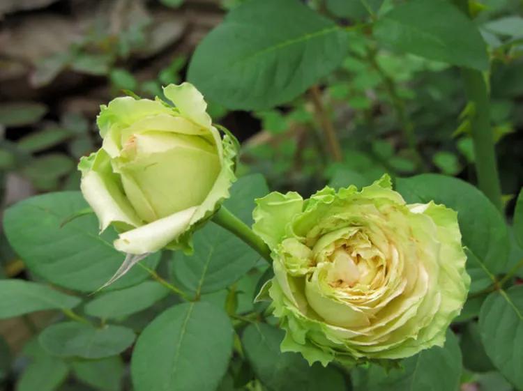 月季美图100张,月季花唯美高清图片大全