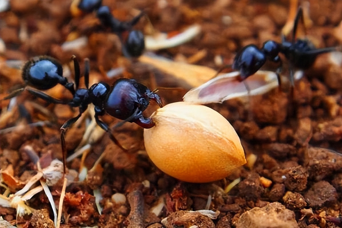 金陵海关查获378只活体野蛮收获蚁,海关截获蚂蚁收获蚁
