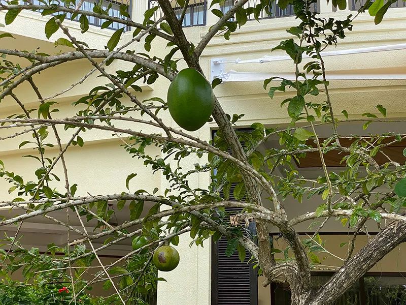 三亚归来不看海什么意思,三亚归来不看海黄山归来不看山