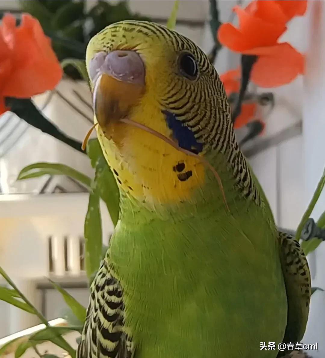 家里的花都被猫弄了怎么办,家里的花被别人摘了怎么办