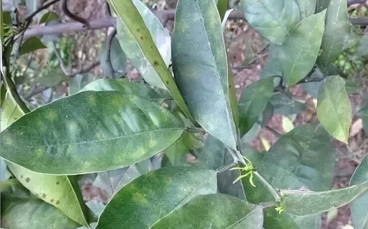 柑橘转色期退糖了怎么办,柑橘转色期间果子软