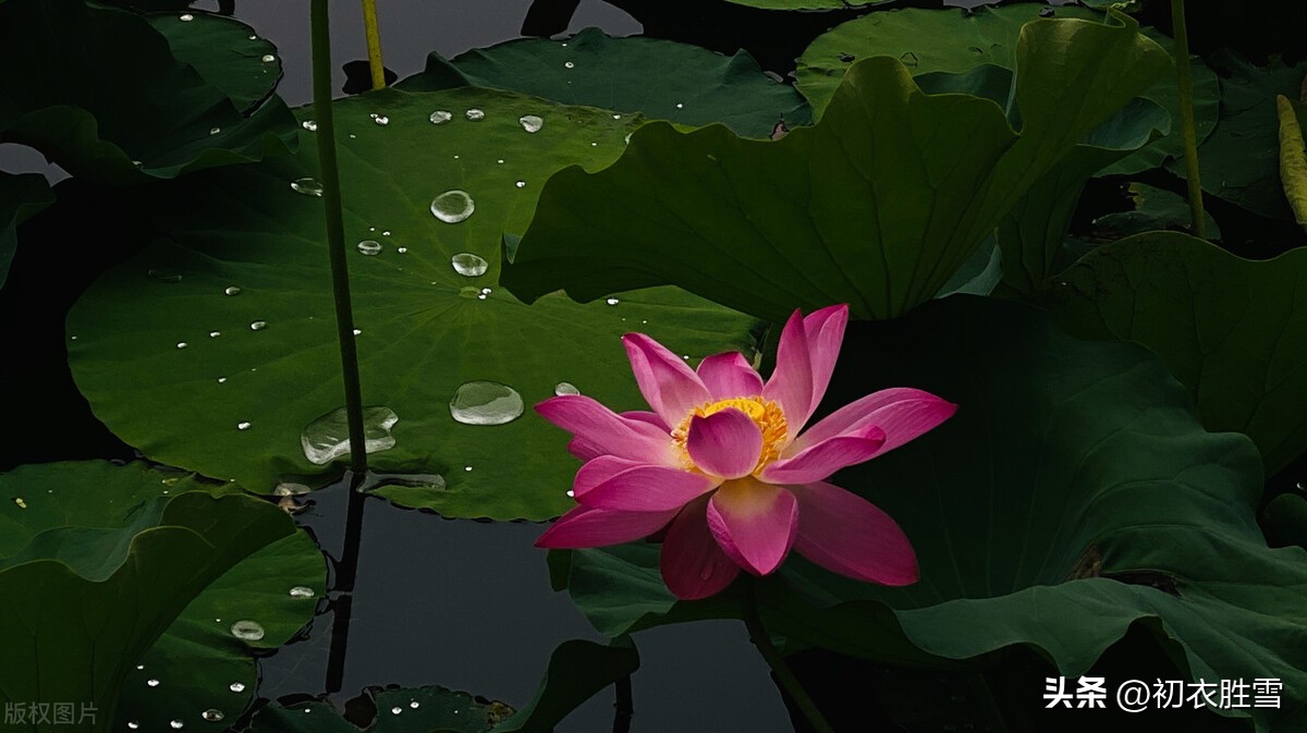 秋荷诗词10首,夏日赏荷简短唯美诗词