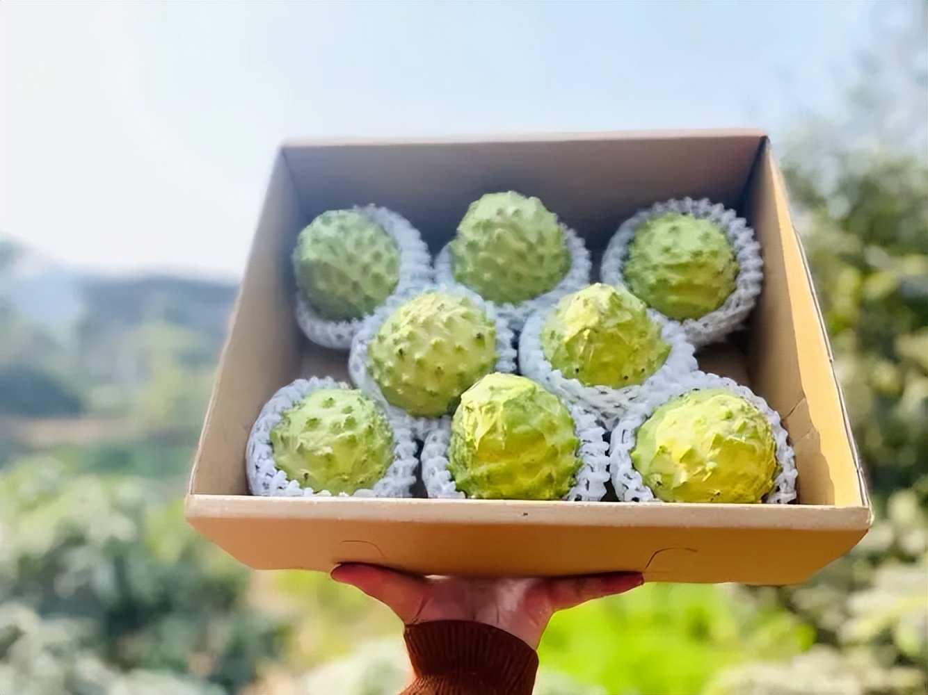 台湾水果滞销积压视频,台湾水果滞销东南亚