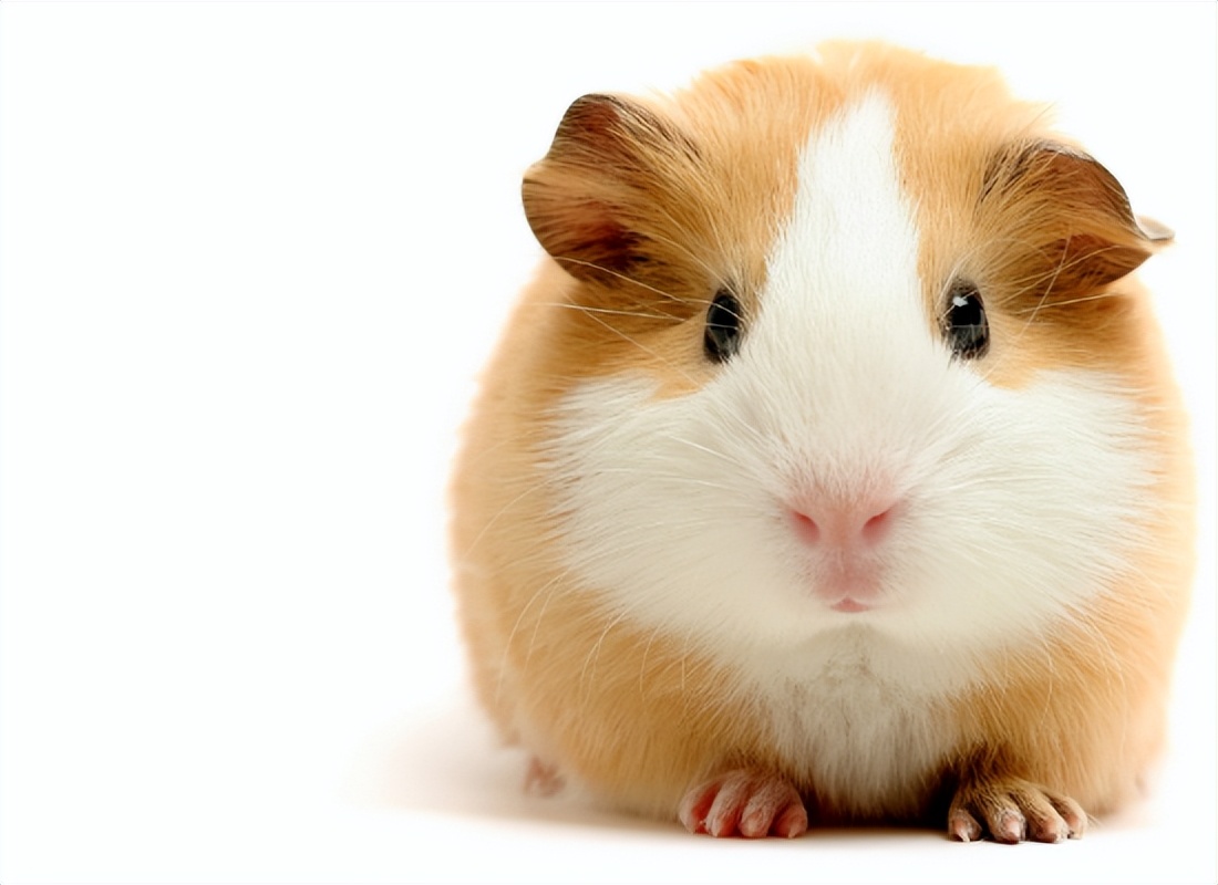 仓鼠的一生全集,仓鼠的一生好看吗