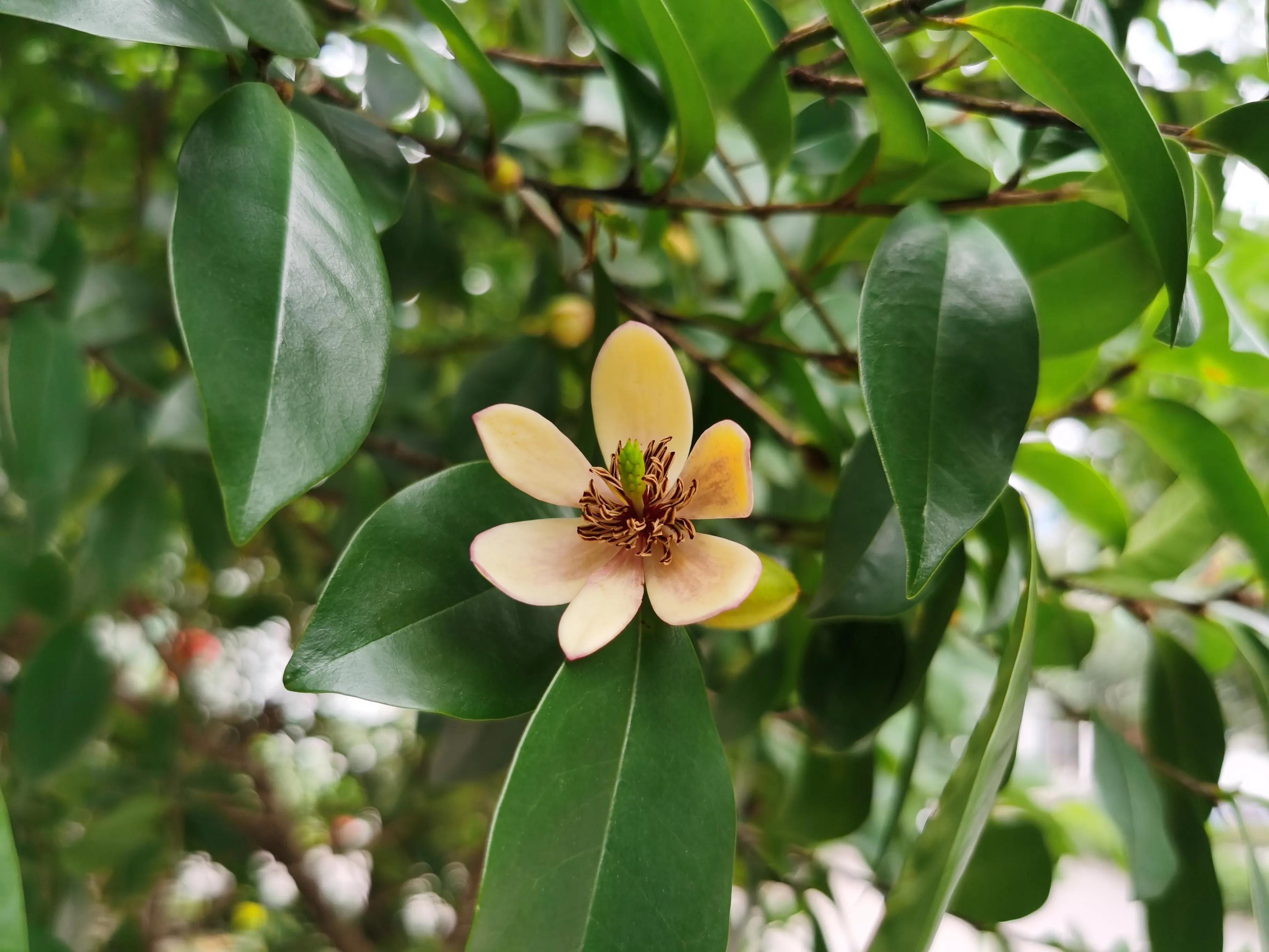 赏花旅游种什么花,春季去公园踏青上百种花让人眼花