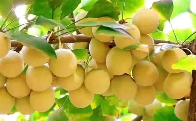 常见有毒花千万别碰,世上有毒的花和植物