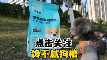 现在的中华田园犬怎么越长越矮了,中华田园犬为什么比其他犬好养