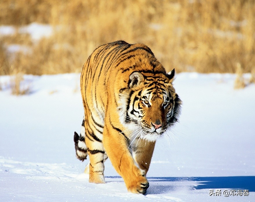 虎年是哪一年开始的,虎年的来历和习俗