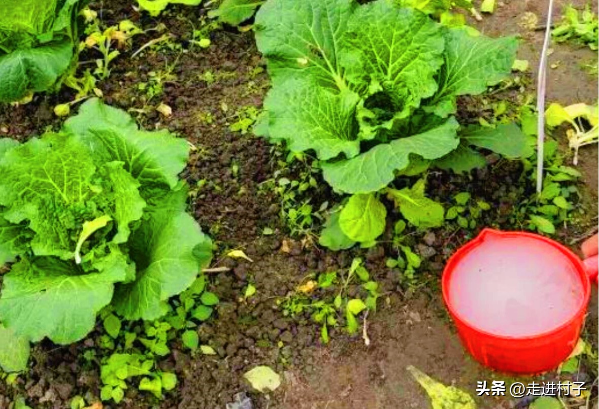 白菜叶子发黄喷什么,白菜黄了用什么药打