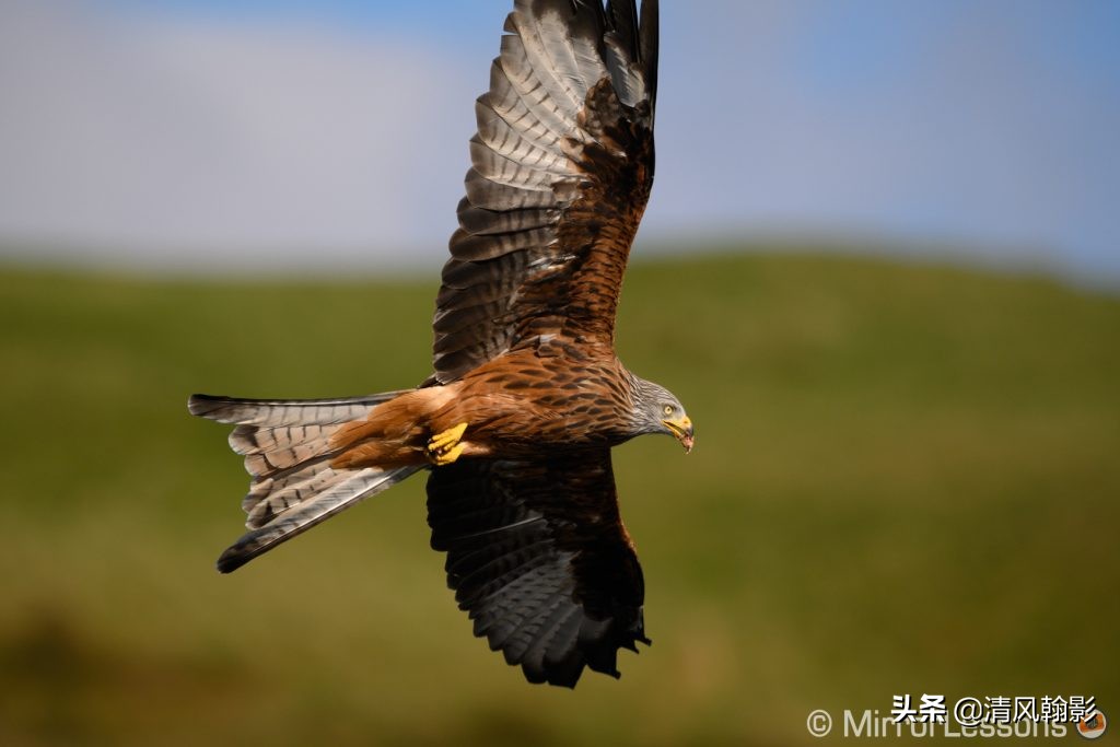 拍鸟用尼康d6好还是z7ii好,拍鸟买r6还是r5