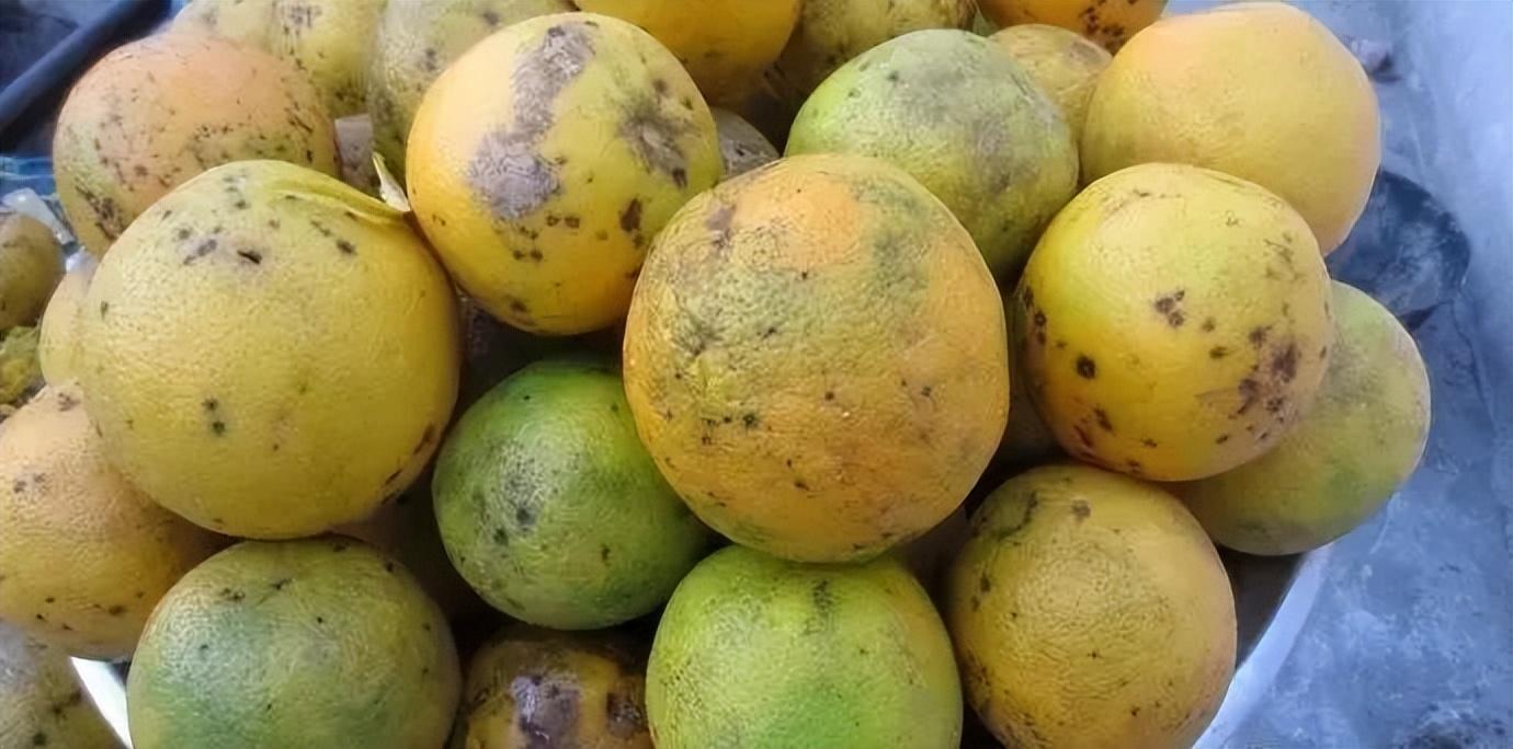 柑橘在成熟时果子返绿是什么原因,柑橘快成熟果皮变麻色怎么回事